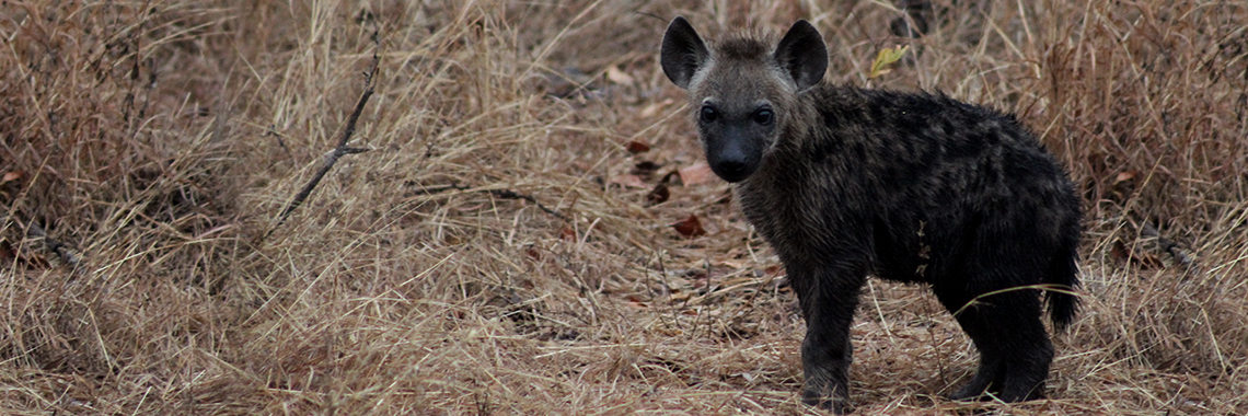 Hyena