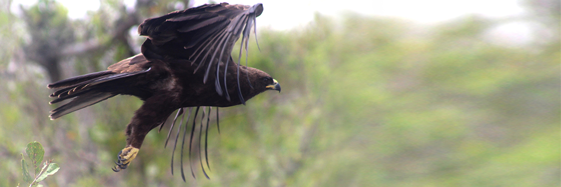 Yellow Billed Kite
